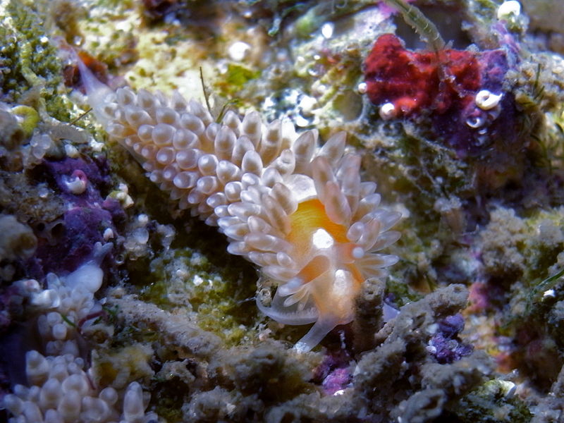 File:Nudibranch-Spurilla Australis (Baeolidia Australis) (16627437502).jpg