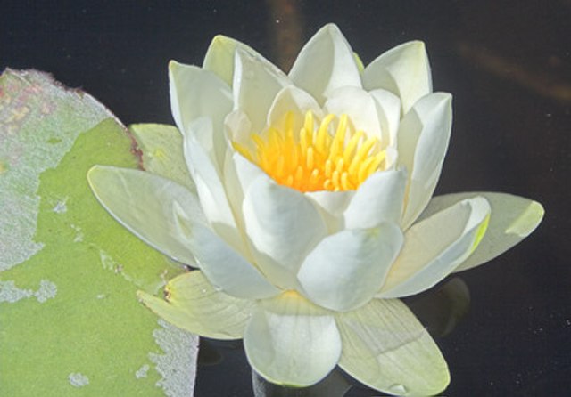 Nymphaea alba, from the Nymphaeales