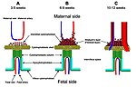 Thumbnail for Cytotrophoblastic shell