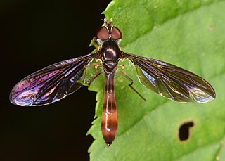 <i>Hypocritanus fascipennis</i> Species of fly