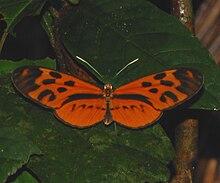 Olivencia Tigerwing (Forbestra olivencia) ، پشتی ، پارک Tambopata ، پرو.jpg