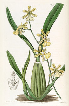 Oncidium citrinum - Эдвардс том 21 пл 1758 (1836) .jpg