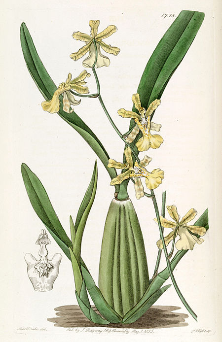 Oncidium_citrinum