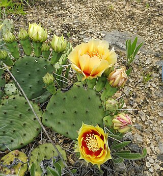 <i>Opuntia cespitosa</i> Species of cactus