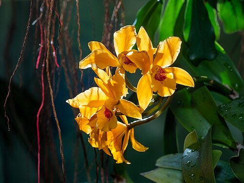 Cattlianthe Gold Digger ‘Orglade's Mandarin’ orchid at the United States Botanic Garden