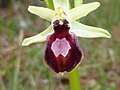 Ophrys × arachnitiformis flower