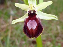 Orchidee Ophrys arachnitiformis 23 mt 2013.JPG