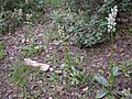 Orchis galilaea Israel - Mount Carmel