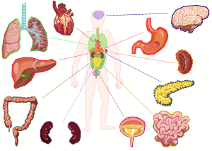 Organes du corps humain.svg