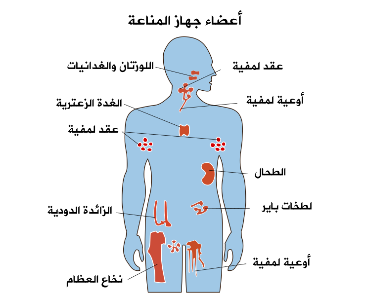 File:Organs of the Immune System by AIDS.gov1-ar.svg