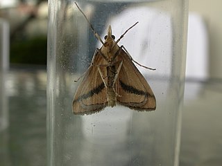 <i>Osiriaca</i> Genus of moths