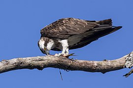 Osprey Perched Fish Nagarhole Dec21 D72 21409.jpg