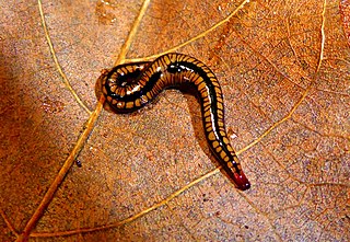 <i>Othelosoma</i> Genus of flatworms