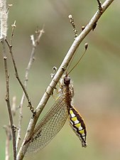 Ascalaphus sinister, female