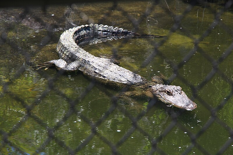 File:Oxbow Meadows Alligator.JPG