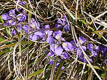 P1130476 Iris unguicularis (Iridaceae).JPG