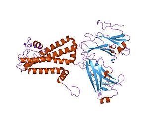 Inward-rectifier potassium channel group of transmembrane proteins that passively transport potassium ions