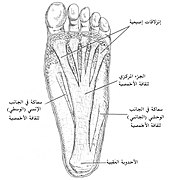 PF-PlantarDesignCrop-ar.jpg