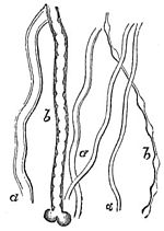 PSM V26 D753 Human nerve fibres of different sizes.jpg