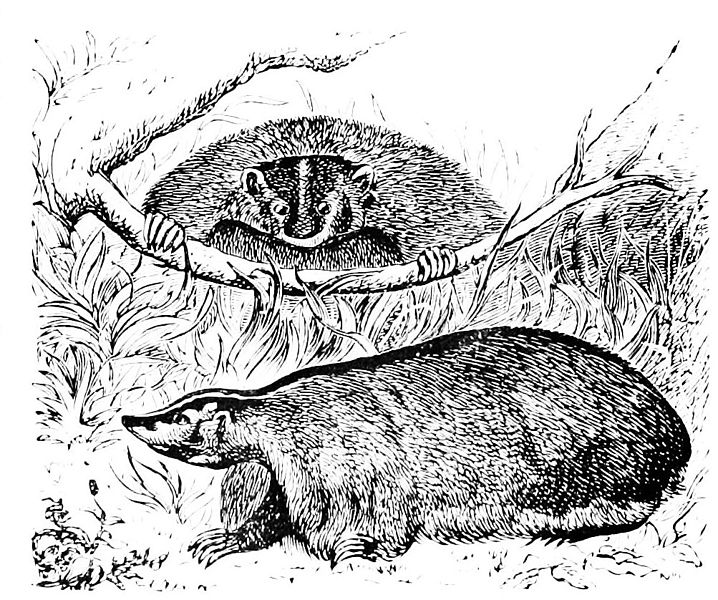 File:PSM V38 D831 American badger.jpg