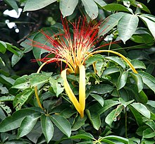 Pachira aquatica (1).jpg