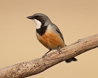 Rufous whistler Species of bird