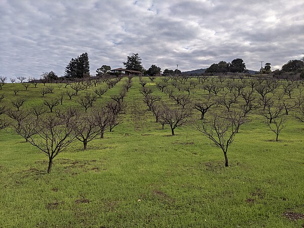 David Packard's home and apricot orchard in winter. The hills of Los Altos Hills are typically green in winter, brown in summer.