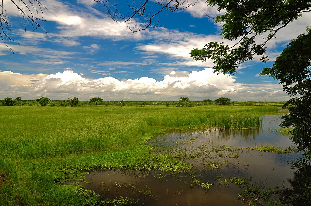 Paddy field