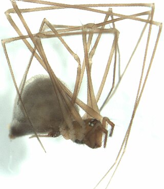 <i>Pahoroides</i> Genus of spiders