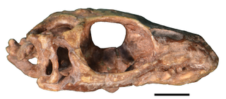 <i>Paliguana</i> Extinct genus of reptiles from the Permia/Triassic of South Africa