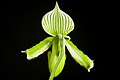 Paphiopedilum barbatum alba colour