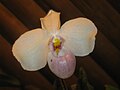 Paphiopedilum delenatii