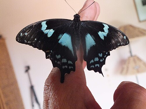 Papilio epiphorbas at Madagascar