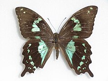 Papilio epiphorbas Boisduval, 1833 Kobieta.JPG