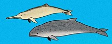 Life restoration of the Miocene-Pliocene dolphin Parapontoporia (top) Parapontoporia Piscolithax.jpg