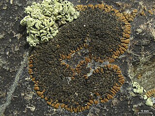 <i>Sphaerellothecium</i> Genus of fungi