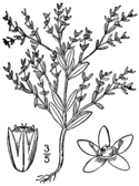 Paronychia fastigiata var fastigiata BB-1913.png