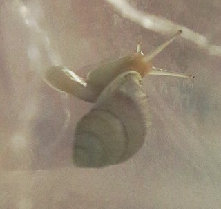 <i>Partula tohiveana</i>