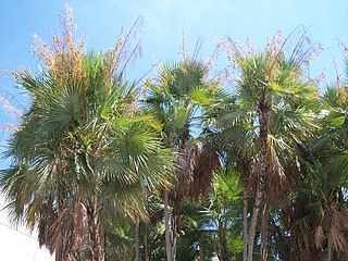 <i>Acoelorrhaphe</i> Genus of palms