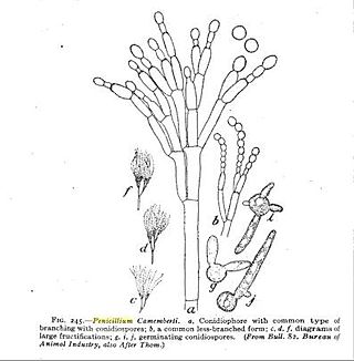 <i>Penicillium camemberti</i> Species of fungus