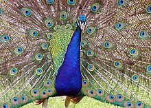 "The sight of a feather in a peacock's tail, whenever I gaze at it, makes me sick!" Peacock.detail.arp.750pix.jpg