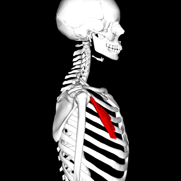 File:Pectoralis minor muscle lateral.png