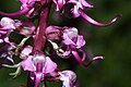 Pedicularis groenlandica