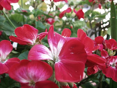 Red Pelargonium blooming around Spring