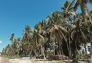 <span class="mw-page-title-main">Pembamnazi</span> Ward of the Kigamboni District in the Dar es Salaam Region of Tanzania