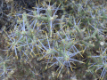 Pencil-Cholla (4559059496).gif