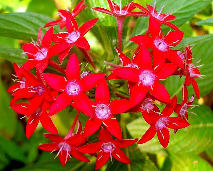 File:Pentas lanceolata red flowers.jpg
