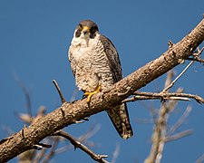 Peregrine Falcon (33915225262).jpg