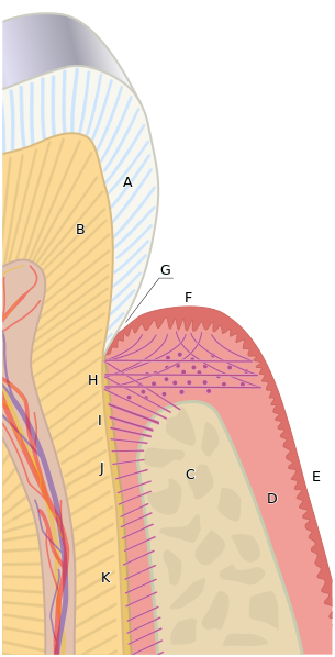 File:Periodontium.svg