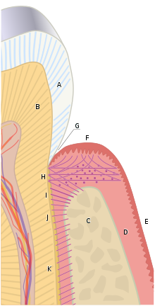 הרקמות של הפריודונטיום מתחברות ליצירת קבוצה דינמית ופעילה של רקמות. העצם האלבאולרית (C) מוקפת ברובה על ידי רקמת החיבור הסאבאפיתליאלית של החניכיים. הצמנטום המקיף את שורש השן מחובר למשטח הקורטיקלי הסמוך של העצם האלבאולרית על ידי הרכס האלבאולרי (L), ועל ידי סיבים אופקיים (J) ואלכסוניים (K) של הליגמנט הפריודנטלי.